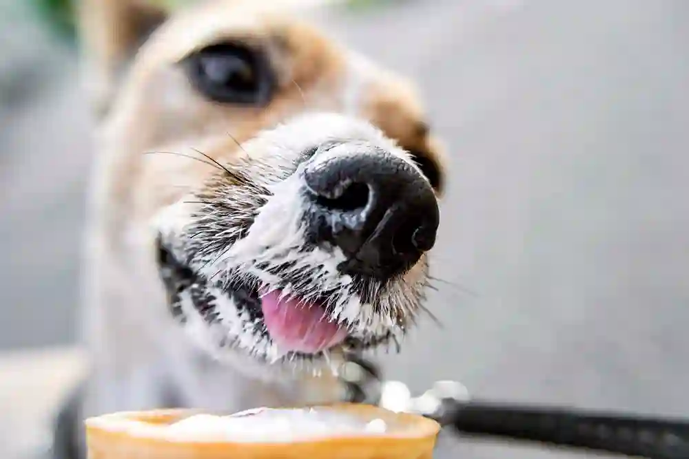 Dog image representing the approachable nature of terms and conditions