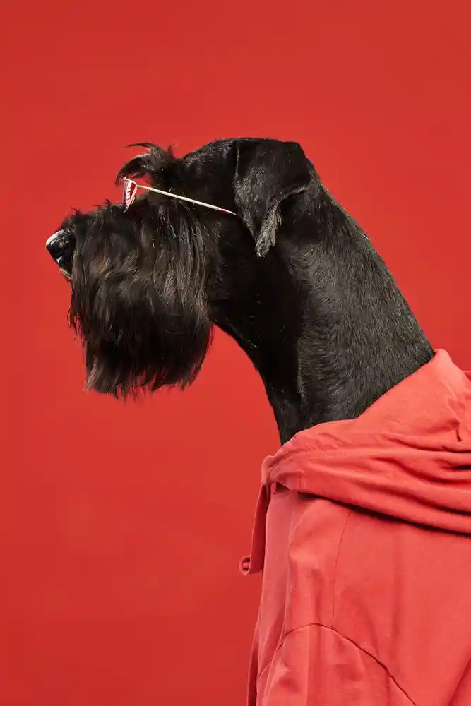 Dog image used to symbolize a friendly approach to terms and conditions