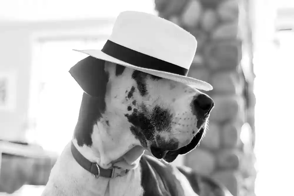 Dog image representing the importance of terms in a light-hearted way